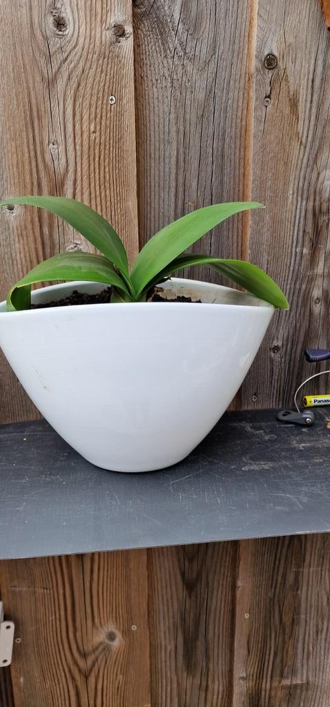 Poederkwast plant in witte pot - Unieke kamerplant, Huis en Inrichting, Kamerplanten, Overige soorten, In pot, Minder dan 100 cm