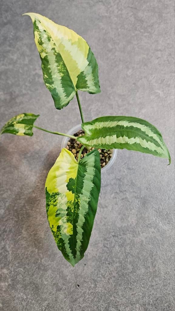 Schismatoglottis Wallichii Variegata, Ophalen of Verzenden, Halfschaduw, Minder dan 100 cm