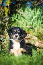 Pups Australian Shepherd, Dieren en Toebehoren, Fokker | Hobbymatig, 8 tot 15 weken, Buitenland, Parvo