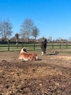 Verzorger gezocht didam!, Dieren en Toebehoren, Ophalen of Verzenden