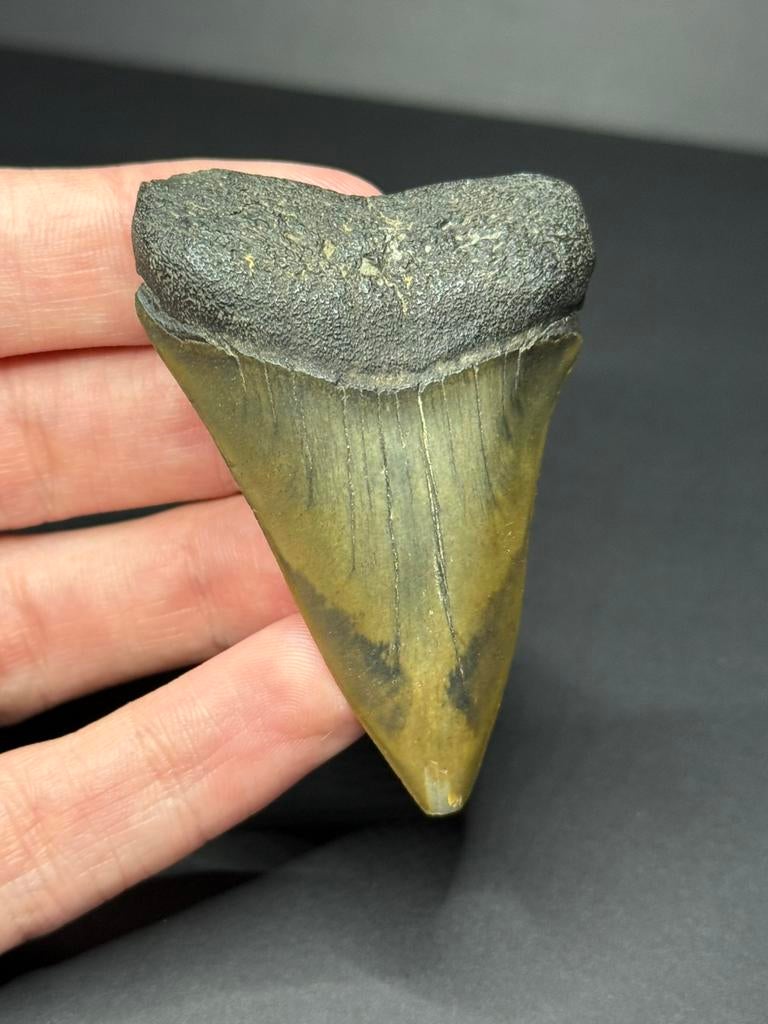 Carcharodon hastalis Mill 6,3 cm, Verzamelen, Ophalen of Verzenden, Fossiel