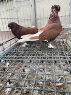 Super sarabi cifttepeli, Meerdere dieren, Postduif