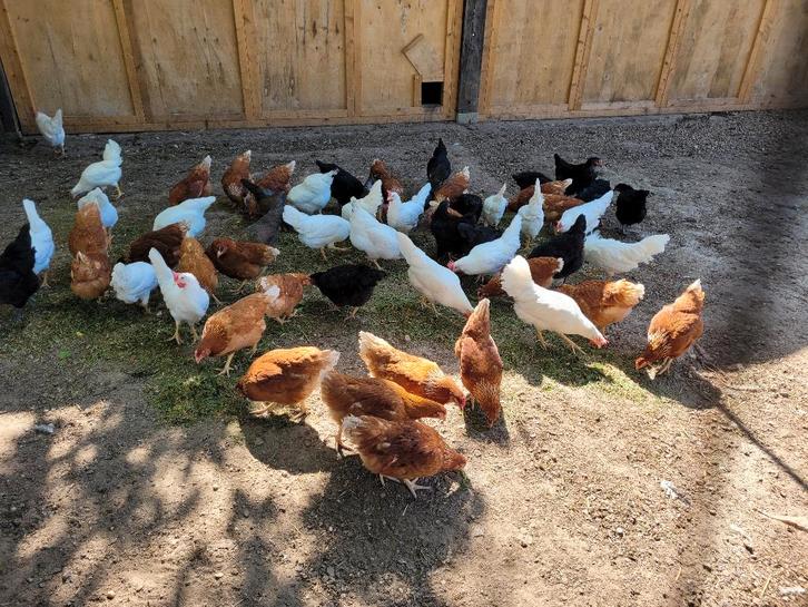 Legkippen / leghennen, Isa brown, Nera, Leghorn, Dieren en Toebehoren, Pluimvee, Kip, Vrouwelijk