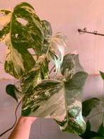 Monstera Variegata, Huis en Inrichting, Kamerplanten, Ophalen, Halfschaduw, Minder dan 100 cm
