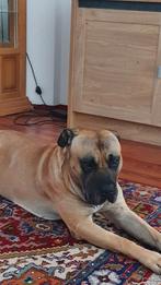 Presa Canario zoekt warme mand, 6 jaar of ouder, Eén hond, Nederland, Particulier