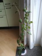 Kaasplant, Ophalen, Overige soorten, Halfschaduw, Minder dan 100 cm