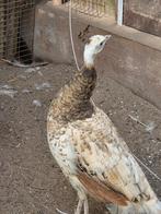 Violet  pauwen, Dieren en Toebehoren, Pluimvee