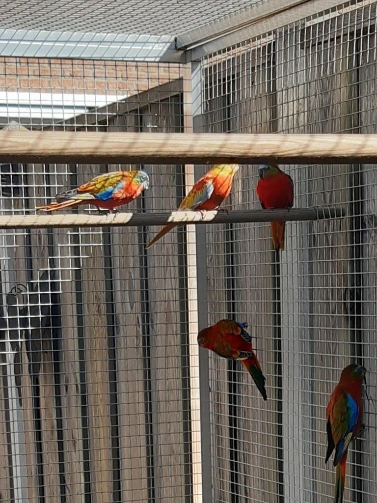 Turquoisine parkieten, Meerdere dieren, Parkiet