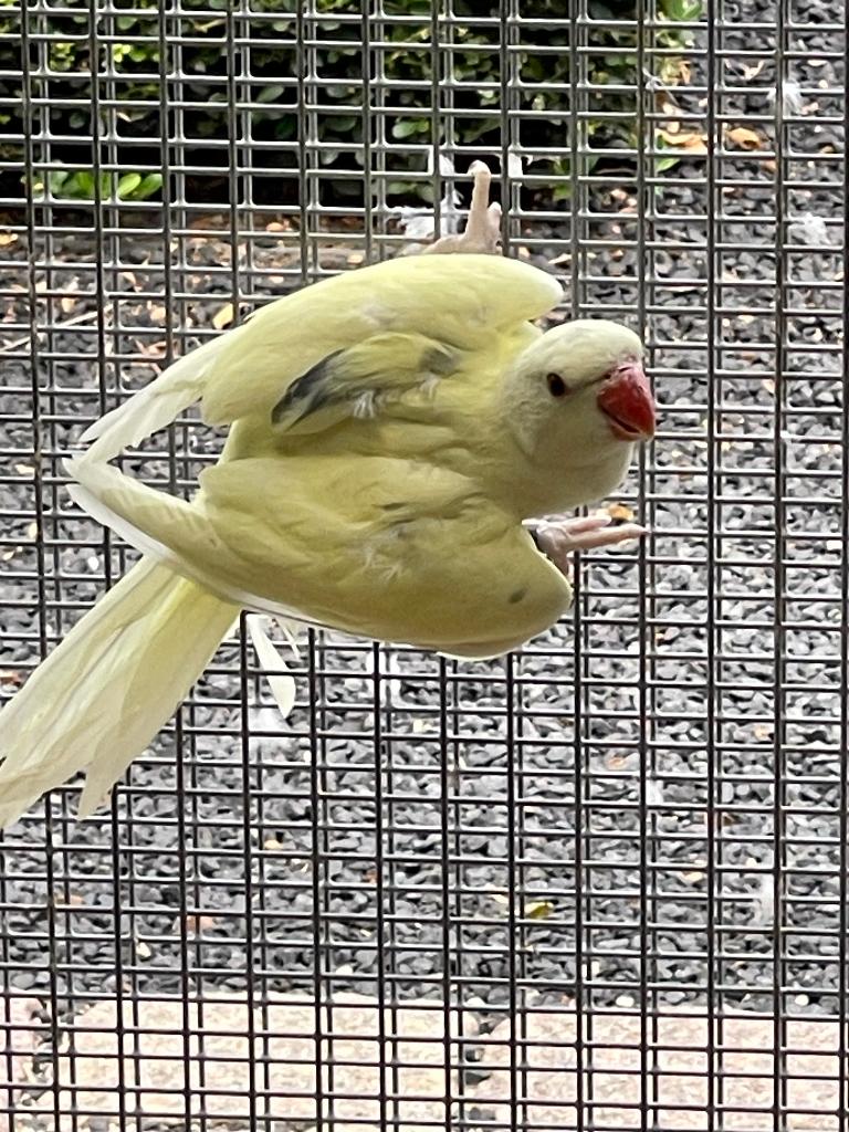 Halsbandparkiet, Geslacht onbekend, Parkiet