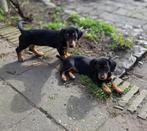 3 mooie teckel pups, 2 teefjes 1 reutje 8 weken, 8 tot 15 weken, Korthaar, Dwerg, Meerdere