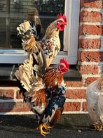 Te koop: prachtige Serama haantjes, Dieren en Toebehoren, Mannelijk, Kip