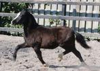 Drie mooie Welsh A & B jaarling hengsten, Dieren en Toebehoren, Met stamboom, 0 tot 2 jaar, Hengst, B pony (1.17m tot 1.27m)