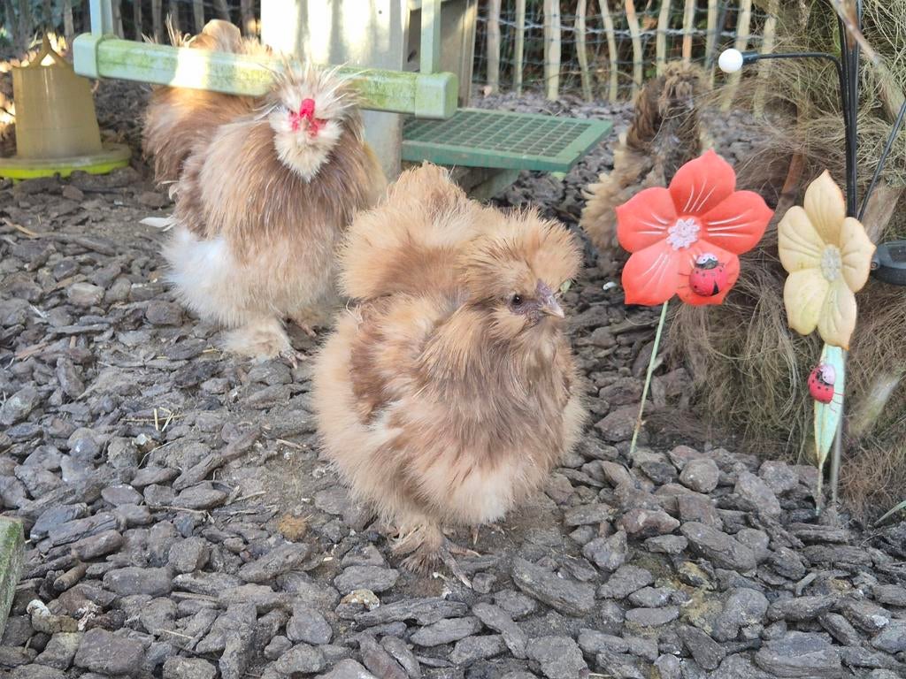 Broedeieren usa zijdehoenders, Geslacht onbekend, Kip