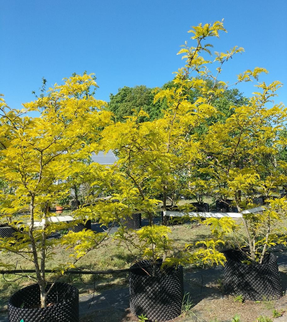 Gleditsia triacanthos 'Sunburst'/ Valse christusdoorn, Bloeit niet, Overige soorten, 250 tot 400 cm, Ophalen