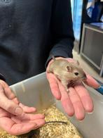 Te koop super lieve jonge lieve gerbils, Mannelijk, Januari, Overige typen, Tam