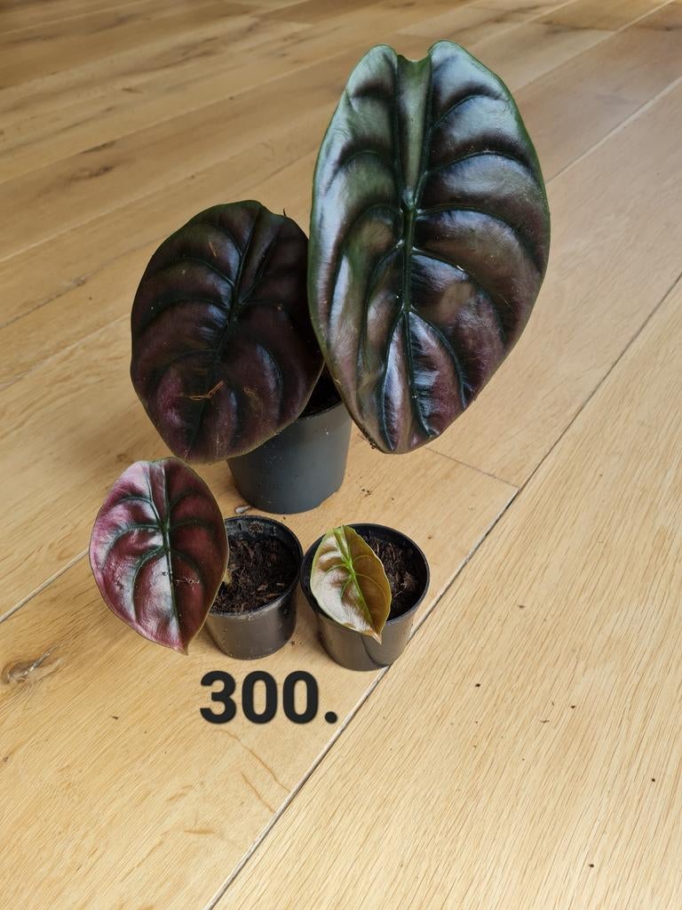 Alocasia cuprea, 3 planten beschikbaar, Ophalen of Verzenden, Halfschaduw, Minder dan 100 cm