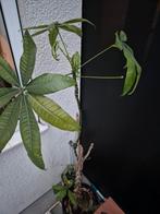 Geldboom plant (Pachira Aquatica), Overige soorten, Vaste plant, Ophalen of Verzenden, Bloeit niet