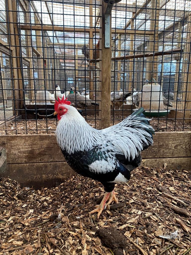 Plymouth rock kriel kippen | Deskundig advies, Vrouwelijk, Kip