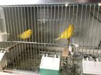 Stel gele kanarie tekoop, Meerdere dieren, Kleurkanarie