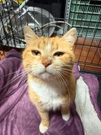 Jarela, Agatha, 12.02-2025 gered uit bhet asiel., Poes, Kortharig, 0 tot 2 jaar