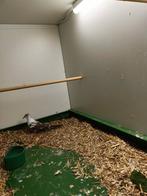 Bonte diamantduif doffer, Mannelijk