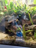 Vuurkeel cichliden koppel, Ophalen, Zo goed als nieuw, Overige typen