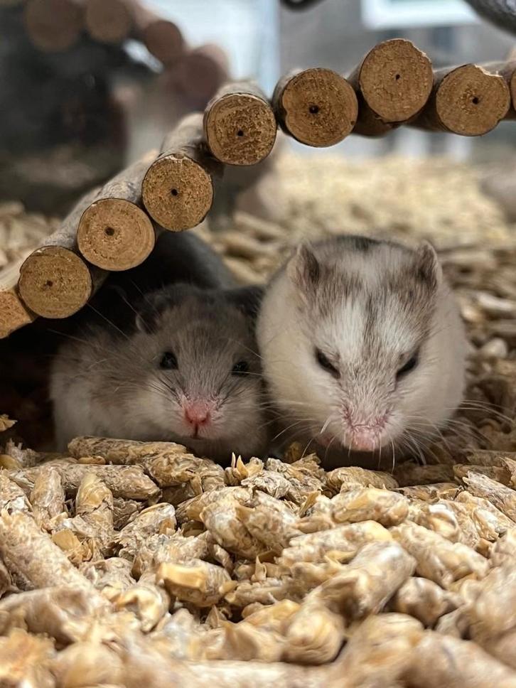 Chinese dwerghamster | Jonge hamsters | Goed tam te maken, Dieren en Toebehoren, Knaagdieren, Meerdere dieren, Hamster, Februari