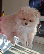 TE KOOP POMERIAANTJES..WIJ ZIJN NU 8 WEKEN., Dieren en Toebehoren, Keeshond, Meerdere, Meerdere dieren, Nederland