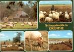 Schaapskudde in Drenthe, Verzenden, 1980 tot heden, Gelopen, Drenthe