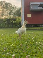 Witte vleeskalkoen kuikens, Dieren en Toebehoren, Meerdere dieren, Kalkoen