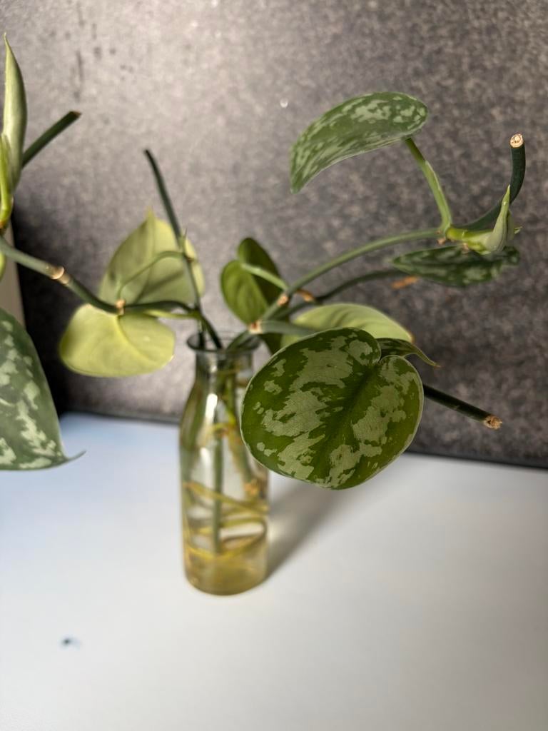 Scindapsus gewortelde stekken, Ophalen, Overige soorten, Halfschaduw, Minder dan 100 cm