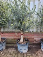 Mooie oude dikke olijfbomen !, Volle zon, Ophalen of Verzenden, 100 tot 250 cm, Olijfboom