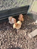 cochin kriel, Dieren en Toebehoren, Pluimvee, Meerdere dieren, Kip