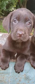 Prachtige lieve labrador pups, Parvo, 8 tot 15 weken, Labrador retriever, Meerdere