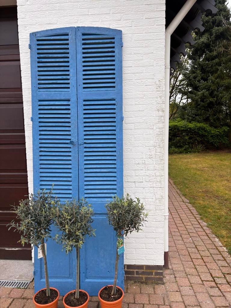 Oude blauwe shutters, 260x45 cm, Ophalen, Gebruikt, Minder dan 80 cm, 215 cm of meer