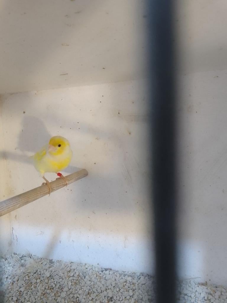 Kanarie, Dieren en Toebehoren, Vogels | Kanaries, Mannelijk, Kleurkanarie