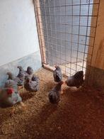 Te koop  gestreepte wyandotte, Dieren en Toebehoren, Pluimvee, Vrouwelijk, Kip