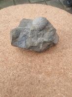 Fossiel Zee-egel, Ophalen, Fossiel