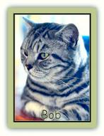 mooie dekkaters: maine coon, ragdoll, brits korthaar, sibeer, Dieren en Toebehoren, Katten en Kittens | Dekkaters