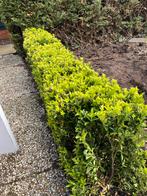 Buxus haag / buxus planten. 40 cm hoog, Tuin en Terras, Vaste plant, Bloeit niet, Halfschaduw, Ophalen