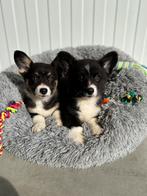 Fluffy Welsh Corgi Cardigan pups | Zwart-wit & Tricolor, Dieren en Toebehoren, Honden | Herdershonden en Veedrijvers, Parvo, 8 tot 15 weken