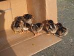 Barnevelder kuikentjes, Dieren en Toebehoren, Pluimvee, Geslacht onbekend, Kip