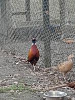 Broedeieren fazant, Dieren en Toebehoren, Vogels | Overige Vogels, Geslacht onbekend