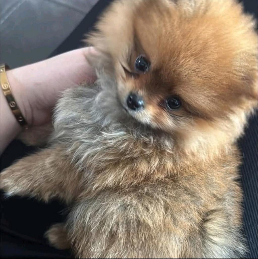 Prachtige Pomeranian / Dwergkees Pup (Reu) met Stamboom, Dieren en Toebehoren, Honden | Poolhonden, Keeshonden en Oertypen, Nederland