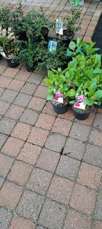 Leegverkoop vaste planten  -, Ophalen, Overige soorten, Volle zon