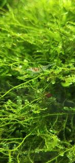 Garnalen, Dieren en Toebehoren, Ophalen, Zo goed als nieuw, Plant(en), Steen of Hout