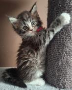 Maine Coon kitten zwart/grijs/wit ❤️poesje❤️, Poes, Ontwormd, 0 tot 2 jaar