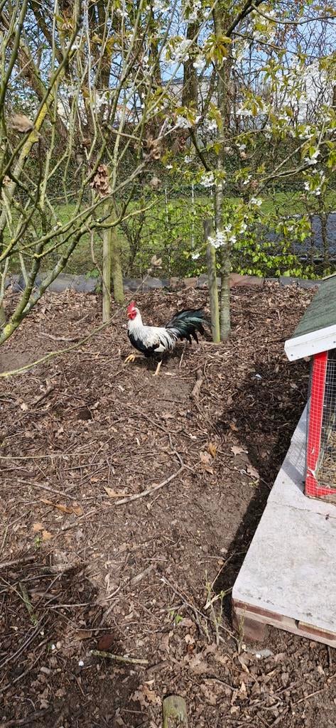 Mooie jonge Haan, Mannelijk, Kip