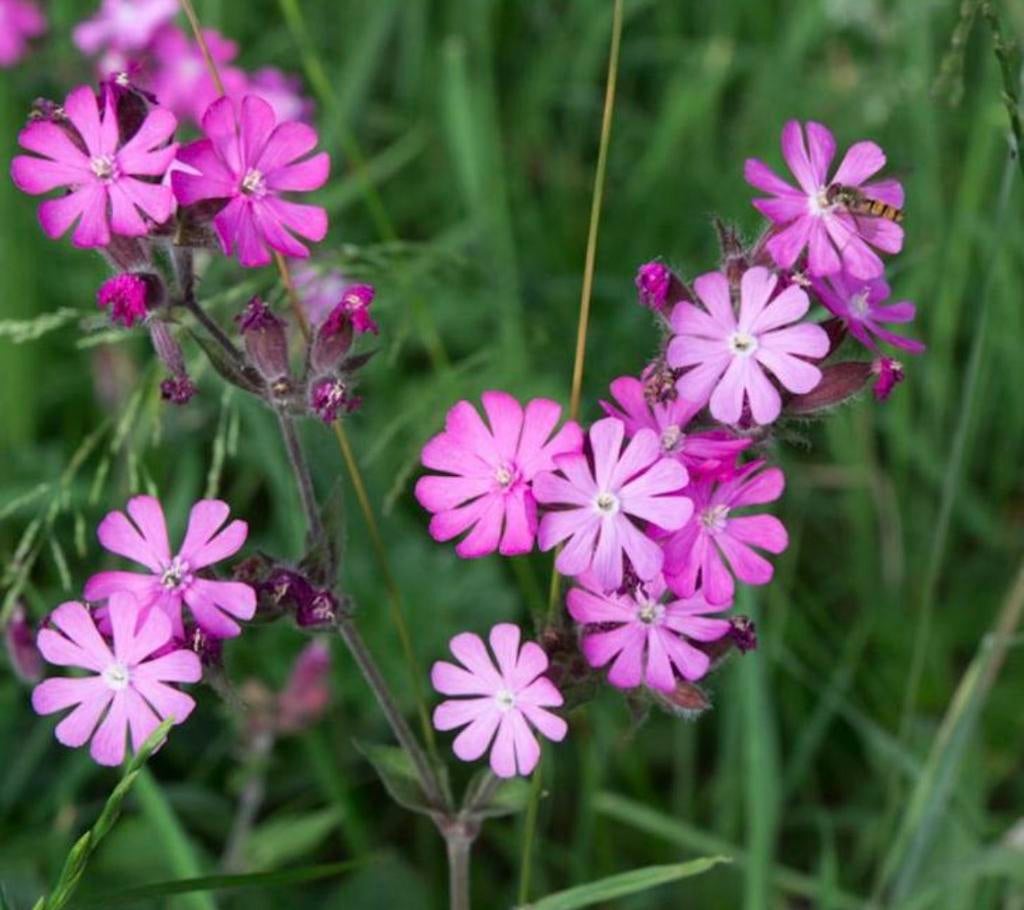 🌸🐝 Koekoeksbloem zaailingen biologisch dagkoekoeksbloem, Tuin en Terras, Vaste plant, Halfschaduw, Zomer, Ophalen