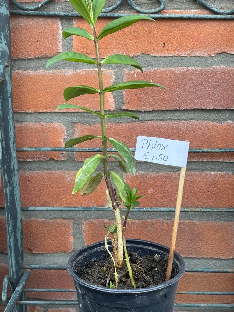 Phlox, Tuin en Terras, Ophalen, Overige soorten, Volle zon